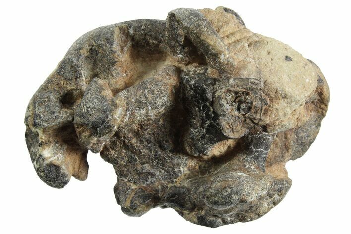Rare Dinosaur (Hypsilophodon) Bone Assemblage w/ Vertebrae #352103